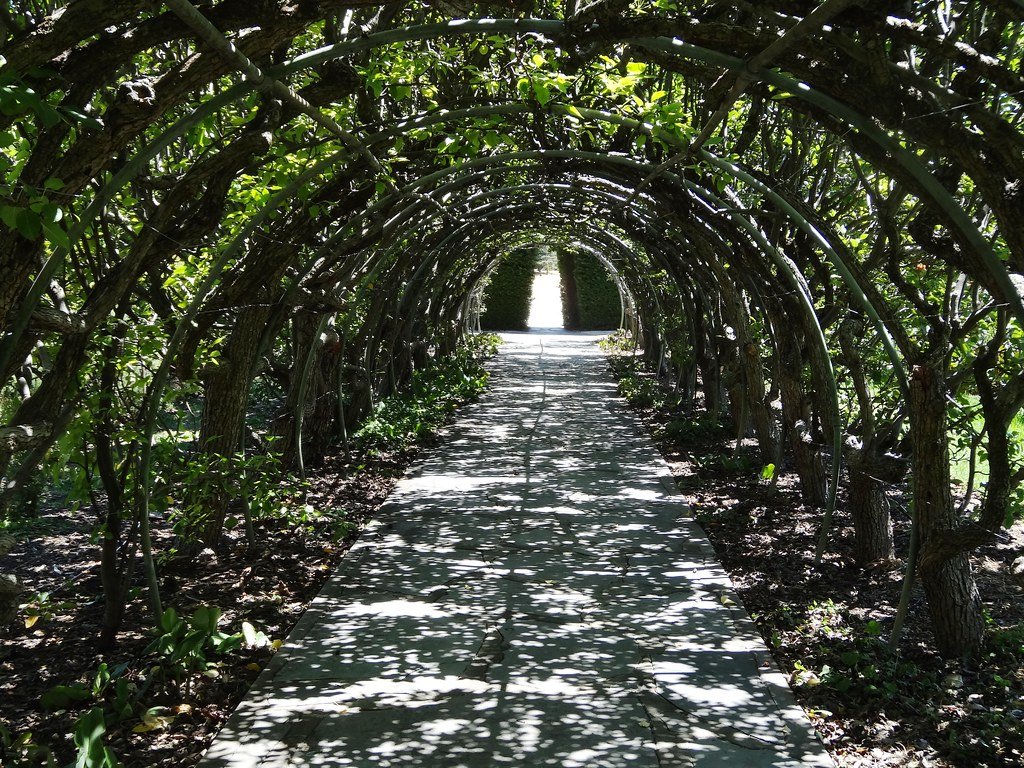 플리치드 페어 아버 (Pleached Pear Arbour)